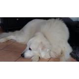 Chien Chien De Montagne Des Pyrénées Perdu Ou Trouvé France