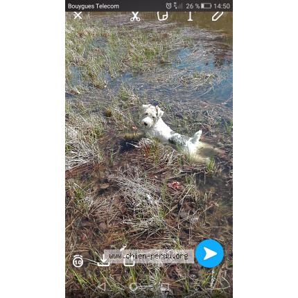 Photo 1/1 Leiko Chien perdu à Queuille