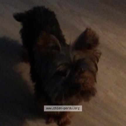 #190082 Titi chien perdu à BOULOGNE BILLANCOURT - Chien #190082 Titi chien perdu à BOULOGNE BILLANCOURT - Chien