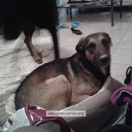 190647 Saule Chien Perdu à Charny Chien Perdu France