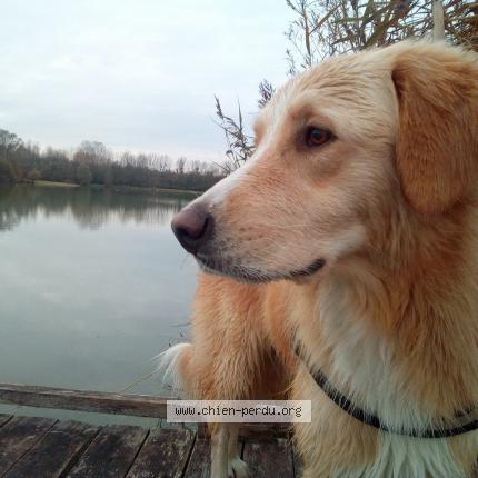 Photo 1/1 Chien retrouvé Perdu à La villette aux aulnes