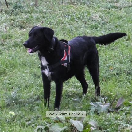 Labrador Croisé Quoi Chiens Forum Animaux