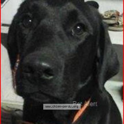 204081 Labrador Noir Chien Perdu à Ormes Chien Perdu