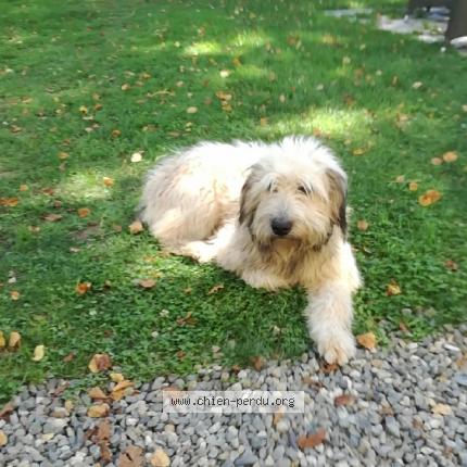 204727 Nestor Chien Perdu à Orthez Chien Perdu France
