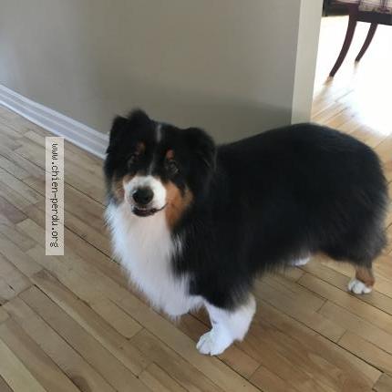 213153 Baxter Chien Perdu Et Retrouvé à Laval Chien Perdu