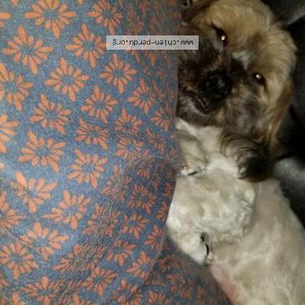 annonce sexe laval annonce sexe laval