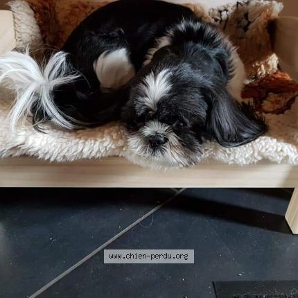 231669 Gaia Chien Perdu à Wimmenau Chien Perdu France