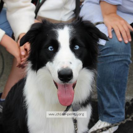 232119 Joke Chien Perdu A Versailles Chien Perdu France