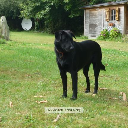 234287 Fifi Chien Perdu à Bressols Chien Perdu France