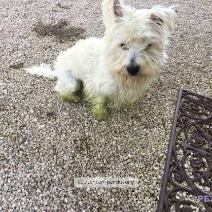 236798 Milou Chien Perdu à Marestaing Chien Perdu France