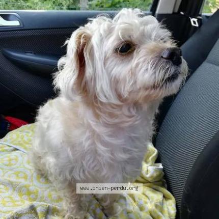 236917 Tintin Chien Perdu Et Retrouvé à Vivegnis Chien