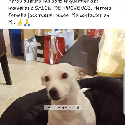 243292 Hermes Chien Perdu Et Retrouve A Salon De Provence Chien