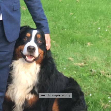 244958 Patapouf Chien Perdu à Guillaucourt Chien Perdu France