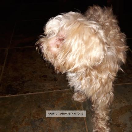 245993 Pirate Chien Perdu à Degrade Des Cannes Chien Perdu