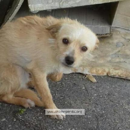 247089 Chien Trouvé à Le Temple Sur Lot Chien Perdu France