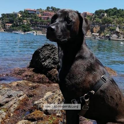 248587 Darko Chien Perdu à Sainte Marie La Mer Chien Perdu