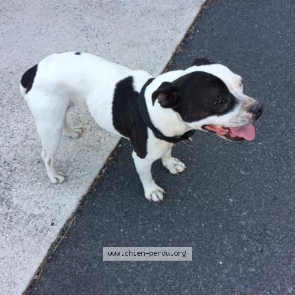 249444 Chien Trouvé à Saint Sebastien Sur Loire Chien