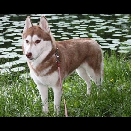 Perdu Chien Marron Gris Nommé Oliver à Mauléon 79 Griffon