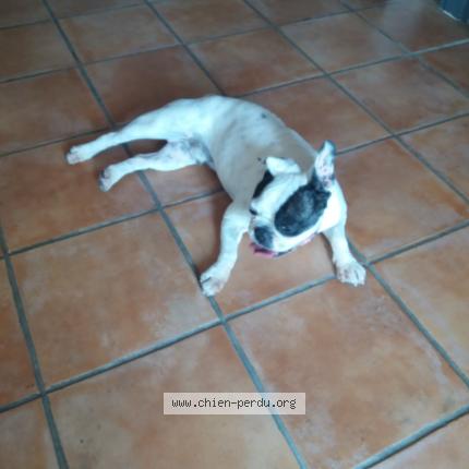 255375 Chien Trouvé à Genouille Chien Perdu France