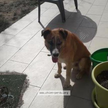 255841 Chien Trouvé à Molieres Chien Perdu France