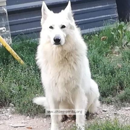 255982 idefix chien perdu et retrouve a villery chien perdu france