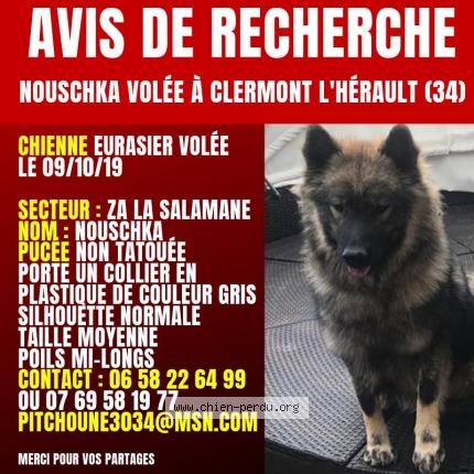 258362 Nouschka Chien Perdu à Clermont L Herault Chien