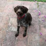 Chien Griffon à Poil Dur Korthals Perdu Ou Trouvé France