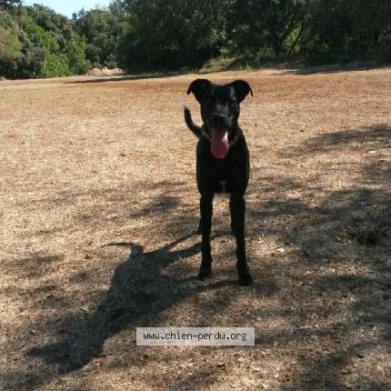 260771 Freedom Chien Perdu à Sussargues Chien Perdu France