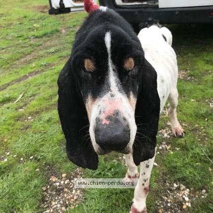 260930 Chien Trouvé à Castelnau D Estretefonds Chien Perdu