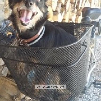 261889 Loly Chien Perdu Et Retrouve A Montech Chien Perdu France