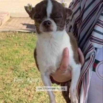 263610 Nimeo Chien Perdu à Aix En Provence Chien Perdu France