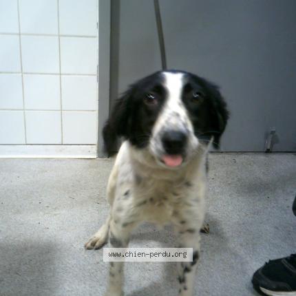 264322 Chien Trouvé à Marseillan Chien Perdu France