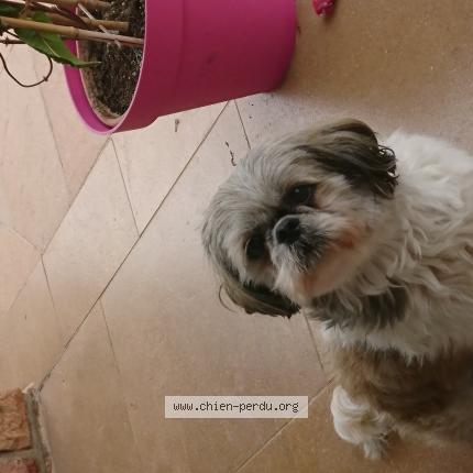 264837 Dolly chien perdu et retrouvé à CHARNAY LES MACON - Chien 