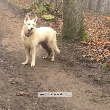 265898 Chien Trouvé à Saint Remy Les Chevreuse Chien Perdu