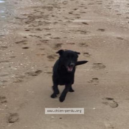 Chat Langue Tache Noire