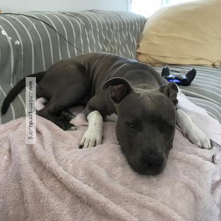 266252 Aka Chien Perdu à Toulouse Chien Perdu France