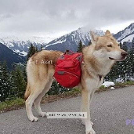 266482 Nomad Chien Perdu à Queven Chien Perdu France