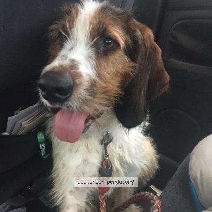 266741 Bramble Chien Perdu à Mortain Chien Perdu France