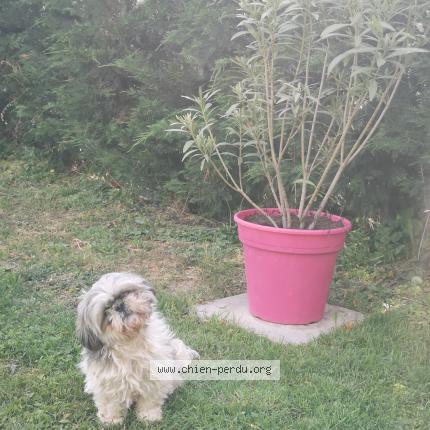275976 Dolly chien perdu et retrouvé à CHARNAY LES MACON - Chien 
