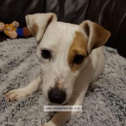 Junko Chien Perdu Et Retrouve A Mericourt Chien Perdu France