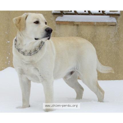 Télécharger gratuitement Images 28123 Taz Chien Perdu A Pelissanne Chien Perdu France dernière