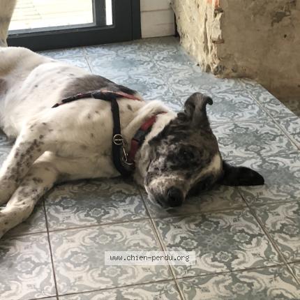 281489 Dewey chien perdu et retrouvé à VAIRE - Chien Perdu France