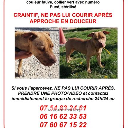 284127 ICE chien perdu et retrouvé à MONTCOURT FROMONVILLE - Chien 
