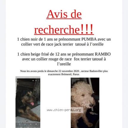 292884 Pumba chien perdu et retrouvé à BREMENIL - Chien Perdu France