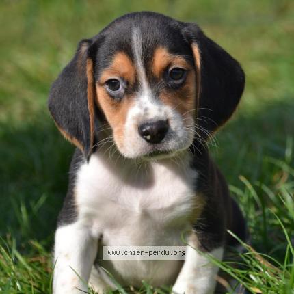 300156 chien trouvé à VANNES - Chien Perdu France