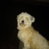 CHIEN PERDU Guyane