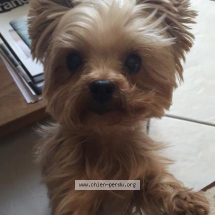 305373 VOL FRIPOUILLE suite cambriolage chien perdu et retrouvé à 