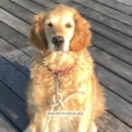 306682 Everest chien perdu et retrouvé à ANNECY LE VIEUX - Chien 