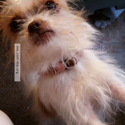 Photo 1/1 Daisy Chien perdu à Phoenix