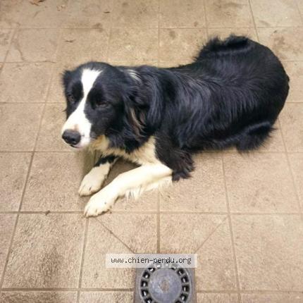Photo 1/1 Chien retrouvé Trouvé à Plumelin
